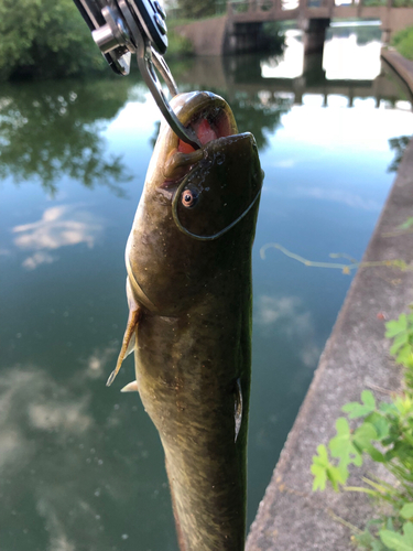 ナマズの釣果