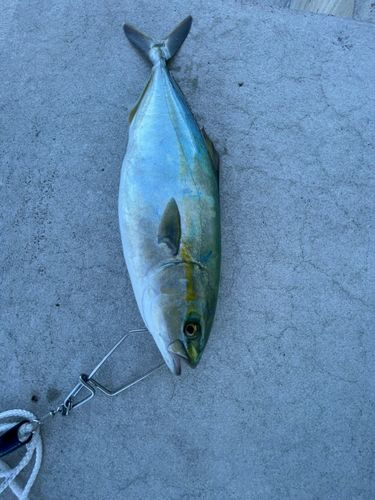 イナダの釣果
