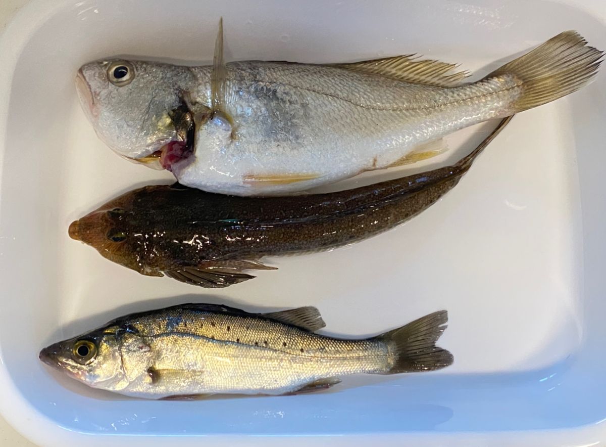 Ko-yukiさんの釣果 2枚目の画像