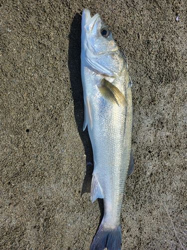 スズキの釣果