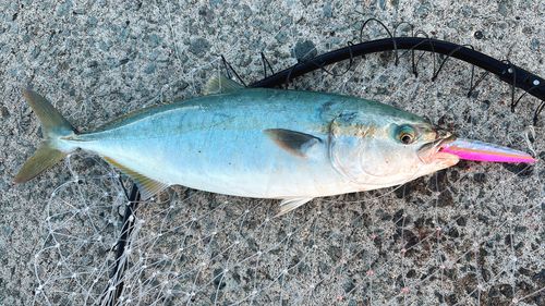 フクラギの釣果