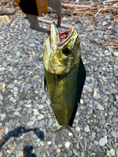 シイラの釣果