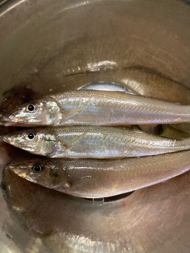 キスの釣果