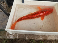 コイの釣果