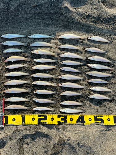 シロギスの釣果