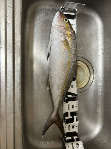 カンパチの釣果