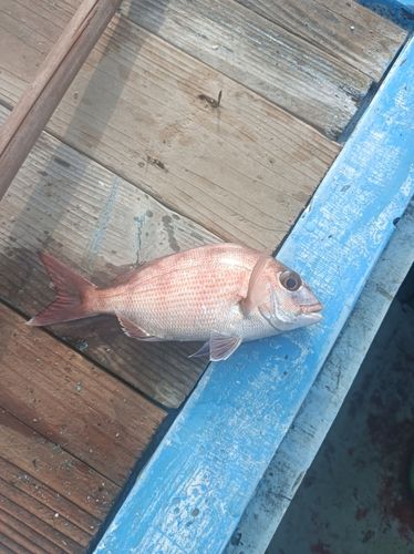 マダイの釣果