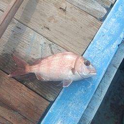 マダイ