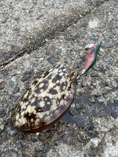 コウイカの釣果