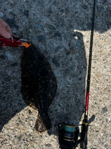 キジハタの釣果