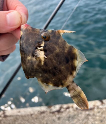 カワハギの釣果