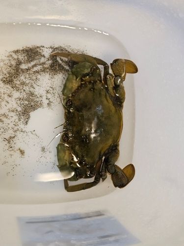ノコギリガザミの釣果