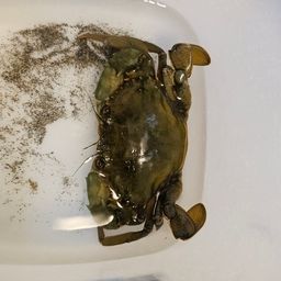 ノコギリガザミ