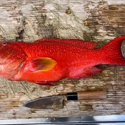 オジロバラハタ