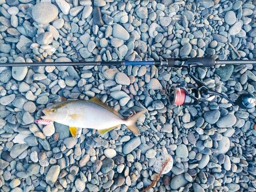 ショゴの釣果
