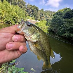 ブラックバス