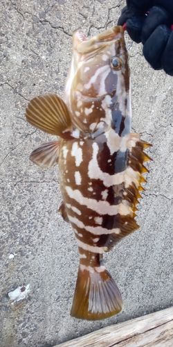 クエの釣果