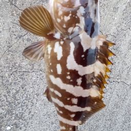 クエ