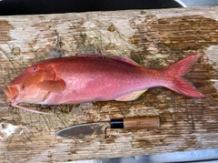マルクチヒメジの釣果