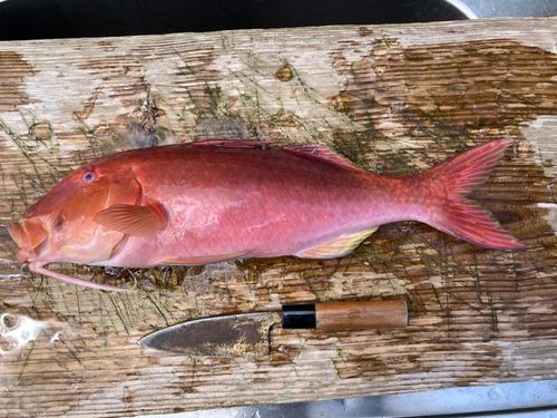 マルクチヒメジの釣果