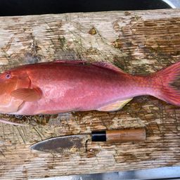 マルクチヒメジ