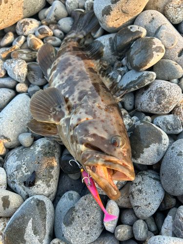 チャイロマルハタの釣果