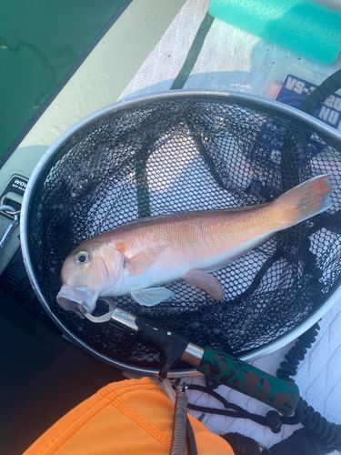 アマダイの釣果