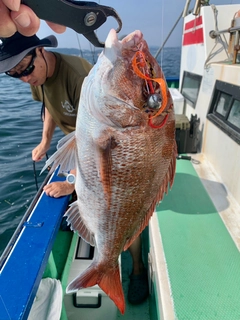 マダイの釣果