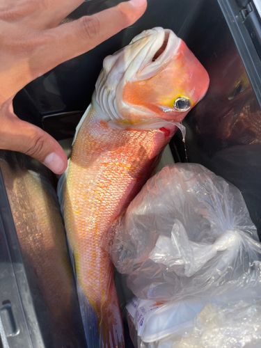 アマダイの釣果