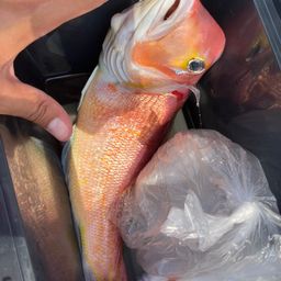 アマダイ