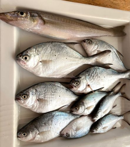 コバンアジの釣果