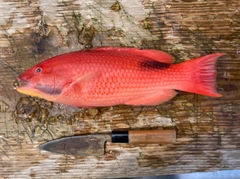 キツネベラの釣果