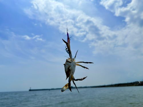 ガザミの釣果
