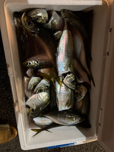アジの釣果