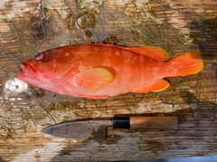 アカハタの釣果