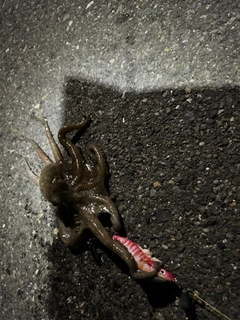 タコの釣果