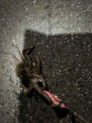 タコの釣果