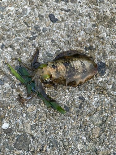 アオリイカの釣果