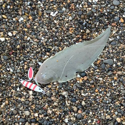 シタビラメの釣果
