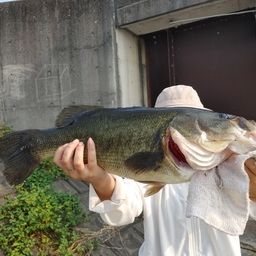 ブラックバス