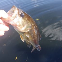 ラージマウスバス