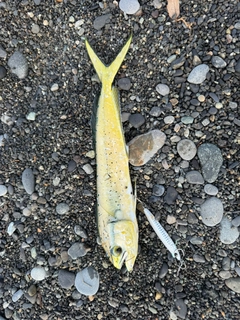 シイラの釣果