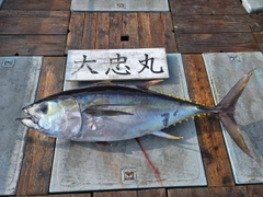 メバチマグロの釣果