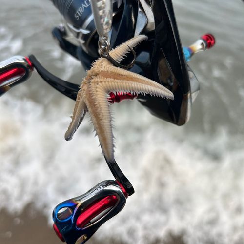 タイの釣果