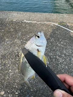釣果