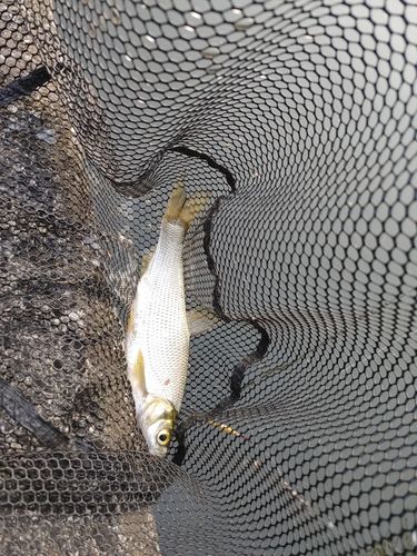 ワタカの釣果