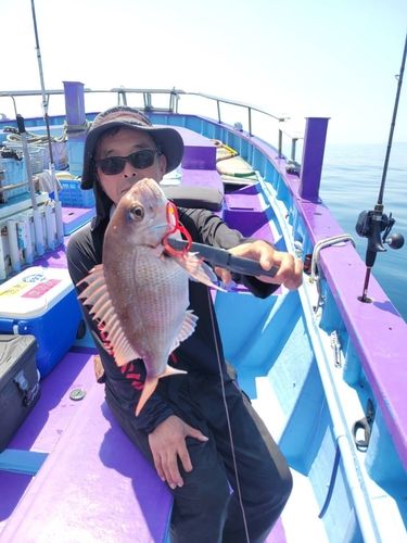 マダイの釣果