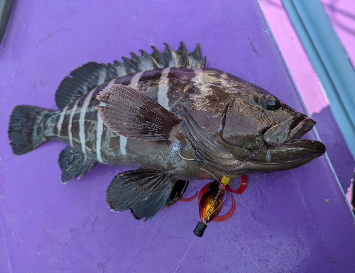 釣りバカじいさんさんの釣果 2枚目の画像
