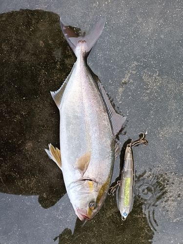 シオの釣果