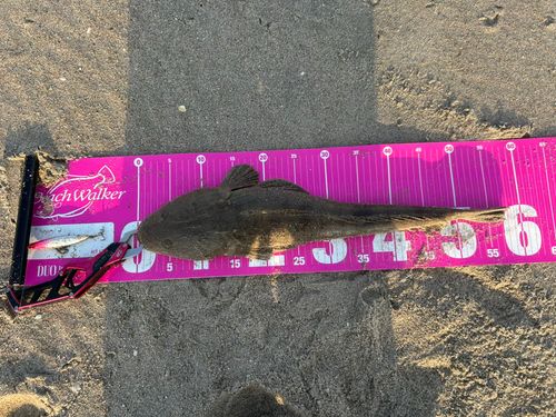 コチの釣果